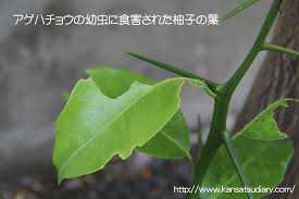 ガーデニング果樹に柚子をおすすめする理由