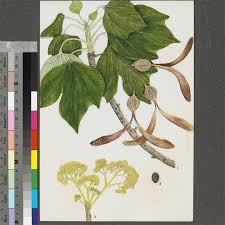 Image result for Gyrocarpus