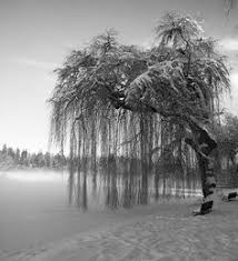 weeping willow winterscape weeping willow tree weeping willow picture tree