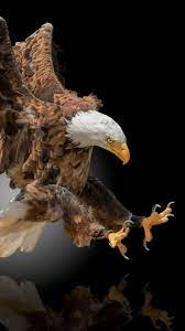Eagle Wallpaper 4k Iphone Mywallpapers Site Eagle Wallpaper Eagle Pictures Eagle