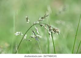 Image result for Eragrostis pilosa