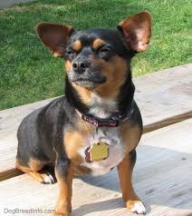 Chiweenie pups are rather affordable than other breeds. Chiweenie Dog Breed Information And Pictures