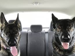 Colorado front range german shepherd rescue is a small group of german shepherd lovers in the denver area who volunteer our time and talents to help homeless pets find new families. German Shepherd Puppy Rescue Colorado Bmo Show