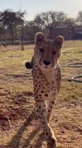 Faith is one of our most resilient cheetahs, overcoming meningitis with  incredible strength. Her journey embodies hope and inspires us daily. 🐾❤️,  #animalconservation #cheetah