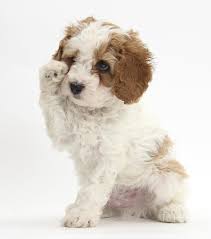 Red And White Cavapoo Puppy Photograph By Mark Taylor