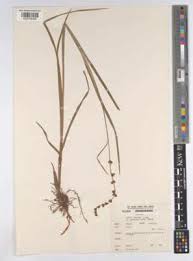 Image result for Scleria globonux