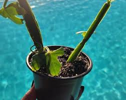 Image result for Cissus crusei