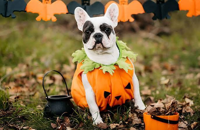 7 DIY Pet Costumes to Try This Halloween