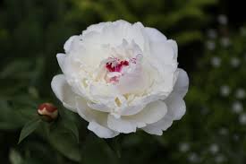 If the buds do not appear (which is normally the case) some possible causes are: 5 Tips For Growing Peonies Longfield Gardens