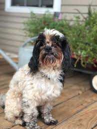 You will find shih poo dogs for adoption and puppies for sale under the listings here. Shih Poo Puppies Home Facebook