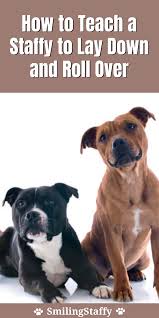 How To Teach A Staffy To Lay Down And Roll Over In 2020 Pit Dog Staffordshire Bull Terrier Bull Terrier