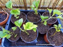 Bouture De Lilas Dede Dans Son Jardin Boutures Bouturer Lilas Et Lilas