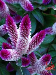 Celosia Intenz Flower Jardim Hortas