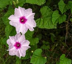 Image result for Camptorrhiza