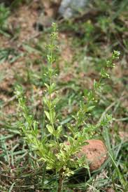 Image result for Scoparia