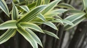 Gratis lieferung ab 55 €. Drachenbaum Dracaena Infos Zu Palme Eignung Und Pflege