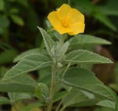 Image result for Melhania