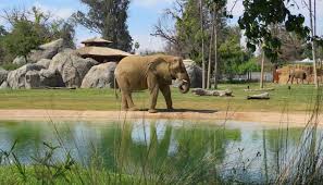 Best time to visit fresno chaffee zoo (preferred time): Rolling In An Rv Wheelchair Traveling Fresno Chaffee Zoo