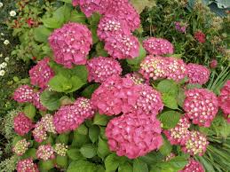 Check spelling or type a new query. Gartenhortensie Wikipedia