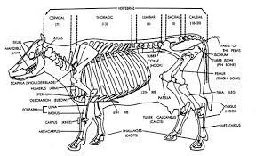Poor conformation of the back legs forces the lower back to absorb more shock than it is designed for. Pin By Diehearted Sirijal On Animals For Study To Needle Felt Cow Skeleton Skeletal System Anatomy Bones Skeletal System Anatomy