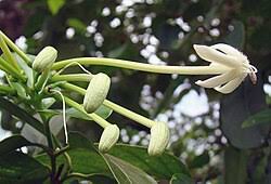 Image result for Loxogramme latifolia