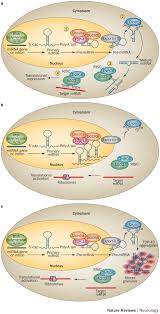 Amyotrophic lateral sclerosis: mechanisms and therapeutics in the  epigenomic era | Nature Reviews Neurology