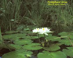 Image result for Nymphaea lotus