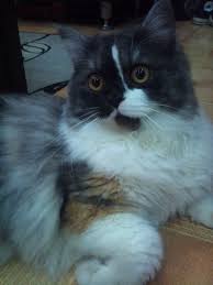 Jiji.ng more than 121 cats & kittens are waiting for you buy your future friend today ▷ prices are starting from ₦ 6,000 in nigeria. Persian And Ragamuffin Kitten Mix Ragamuffin Cat Ragamuffin Kittens Cute Cats