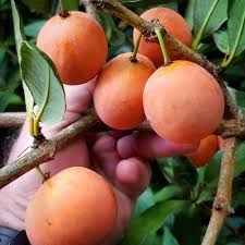 Image result for Garcinia livingstonei