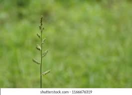 Image result for Acroceras macrum