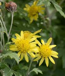 Image result for Chrysanthellum indicum