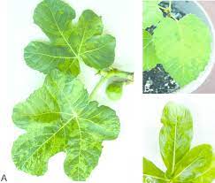 → throw oneself down beneath a fig tree. A Mosaic Symptoms On Both Leaves And Fruit Of Donor Fig Plant Cv Download Scientific Diagram