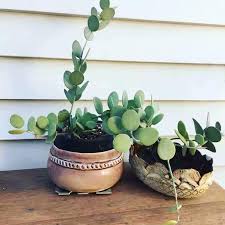 Image result for Xerosicyos