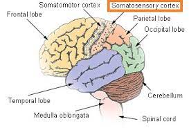 Also, the somatosensory system is a section of the sensory nervous system that responds to changes on the skin surface while postcentral gyrus is one major ridge in the human brain lateral parietal lobe. Primary Somatosensory Cortex The Education