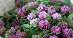 Pin On Herbs And Herbal Remedies