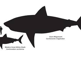 how big are great white sharks smithsonian ocean