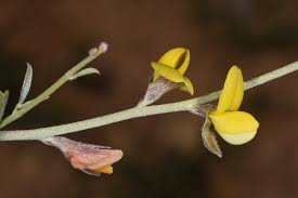 Image result for Argyrolobium rupestre