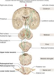 Bio 446l Nervous System Practice Questions Diagram Quizlet