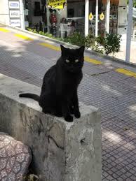 Cats Of Istanbul Istanbul Un Kedileri In 2020 Visit Istanbul Cat Heaven Istanbul