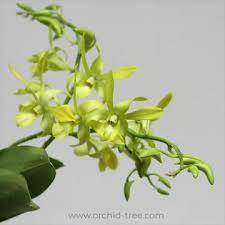 Dendrobium Ceaser Yellow Orchids Dendrobium Orchids Orchid Plants