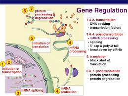 • they regulate activity, localization and interaction with other cellular molecules such as proteins, nucleic acids, lipids and cofactors. What Is Gene Regulation Socratic