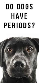 According to webvet.com, small dogs come into heat sooner than larger breeds. Do Dogs Have Periods Dogs Girl And Dog Dog Period