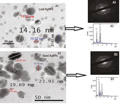 Maybe you would like to learn more about one of these? Phytosynthesis Of Silver Nanoparticles Agnps Using Miracle Fruit Plant Synsepalum Dulcificum For Antimicrobial Catalytic Anticoagulant And Thrombolytic Applications