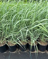 Image result for Panicum monticola