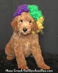 We raise goldendoodle puppies in the beautiful buffalo valley in central pa. 46 Goldendoodle Puppies From Moss Creek Ideas Goldendoodle Puppy Goldendoodle Puppy Pictures