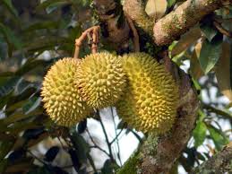 Durian sesuai ditanam dikawasan berbukit. Pin On Fruits And Fruit Trees
