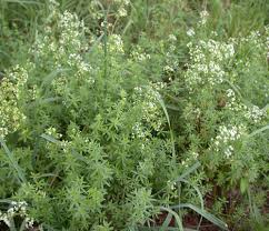 Image result for Galium chloroionanthum