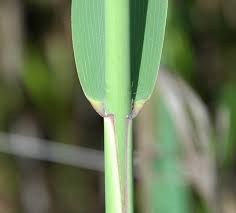 Image result for Loudetia phragmitoides