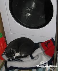 We did not find results for: The Tale Of The Possessed Washing Machine Stunning Keisha