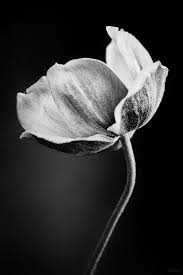 Black And White Flower Photography Desert Flower By Hegel Jorge 500px White Flower Photos Black And White Roses Black And White Flowers